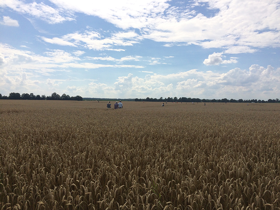 Kornkreis Mammendorf 1